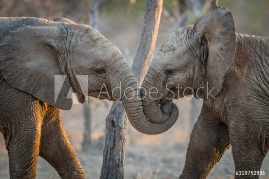 Picture of Elephants playing in the Kruger